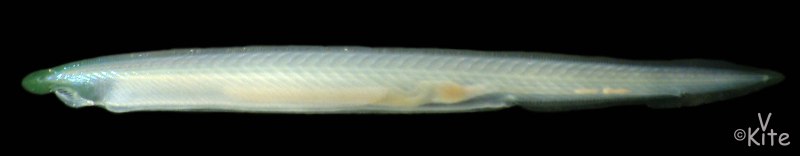 Рыба ланцетник