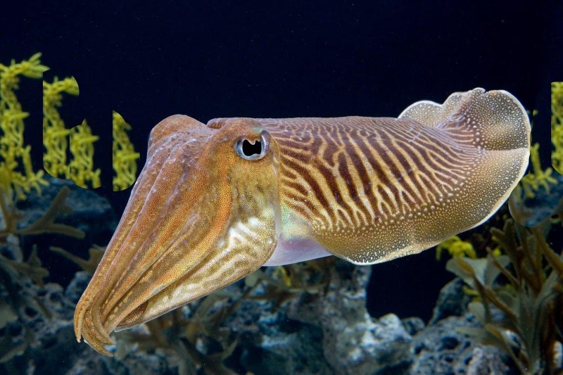 Скелет каракатицы