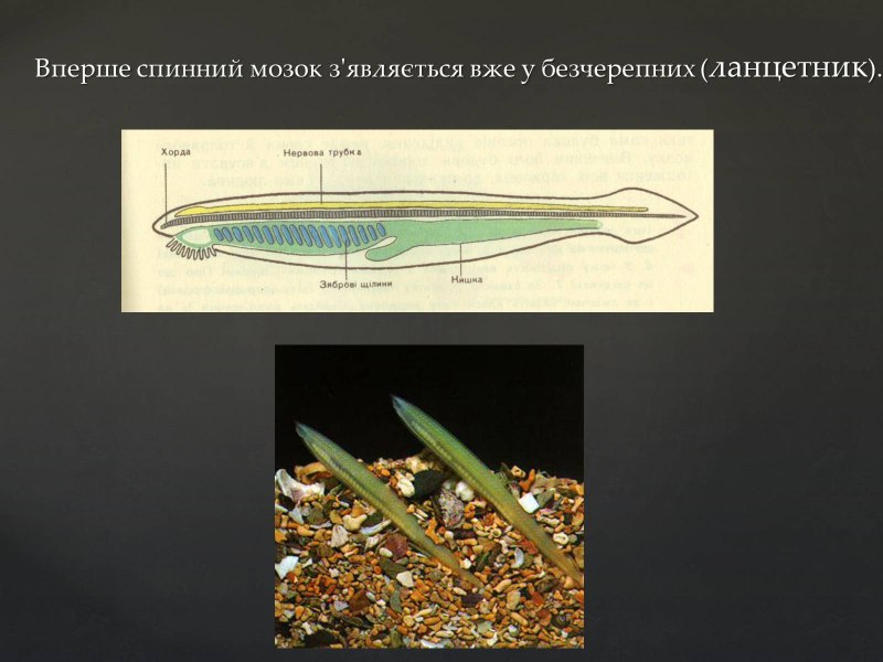 Тип Хордовые ланцетник