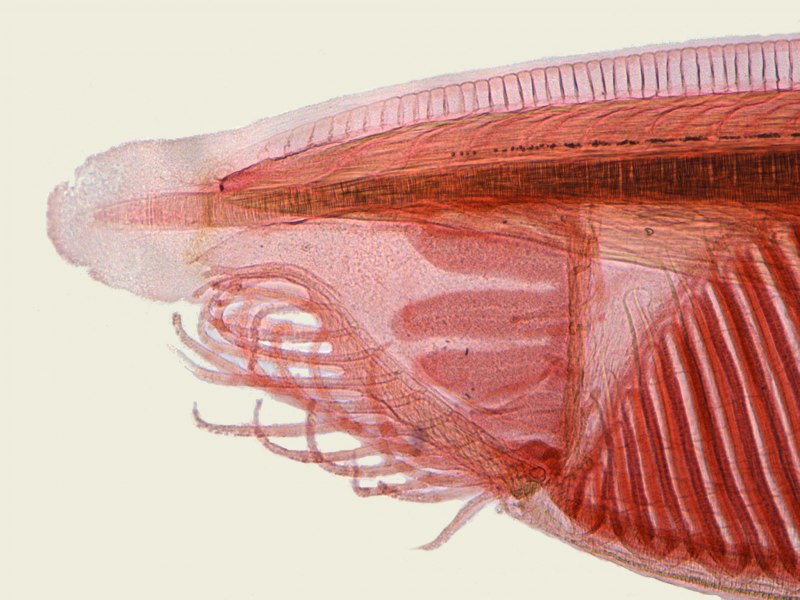 Мускулатура ланцетника