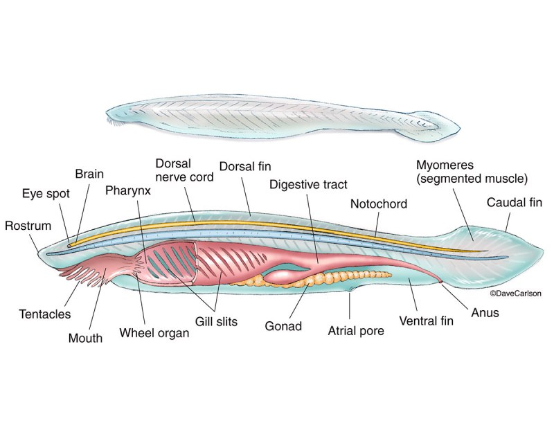 Amphioxus lanceolatus