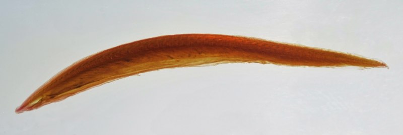 Branchiostoma lanceolatum (Pallas, 1774)