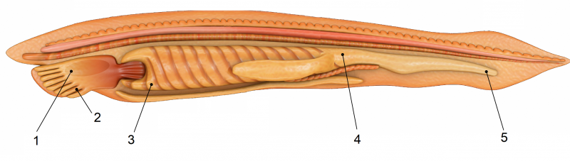 Ланцетник фото строение