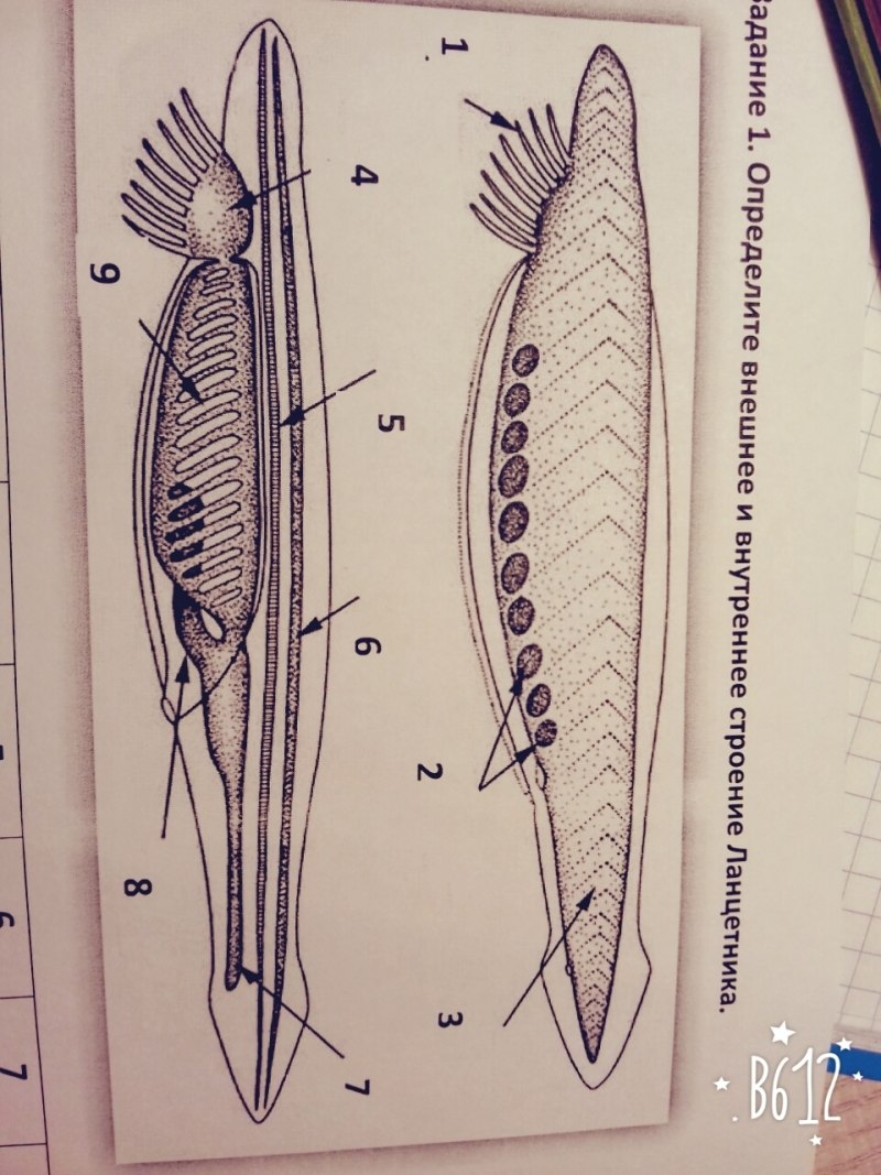 Схема внутреннего строения ланцетника