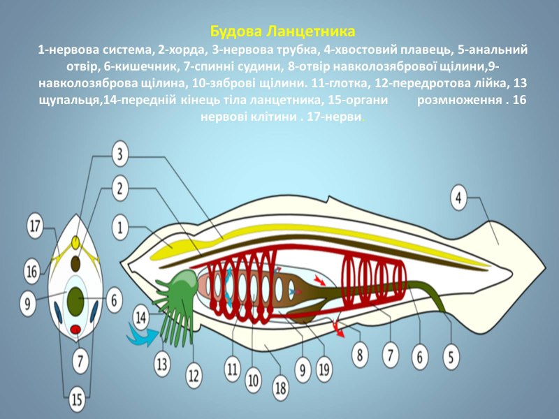 Атриопор у ланцетника это