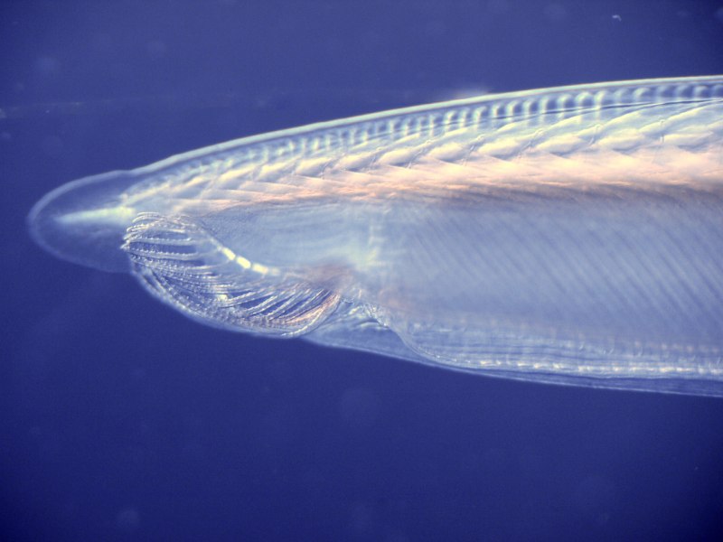 Длинноносые Ланцетники