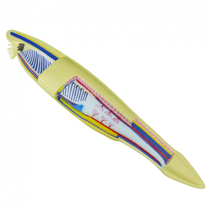 Рыба ланцетник