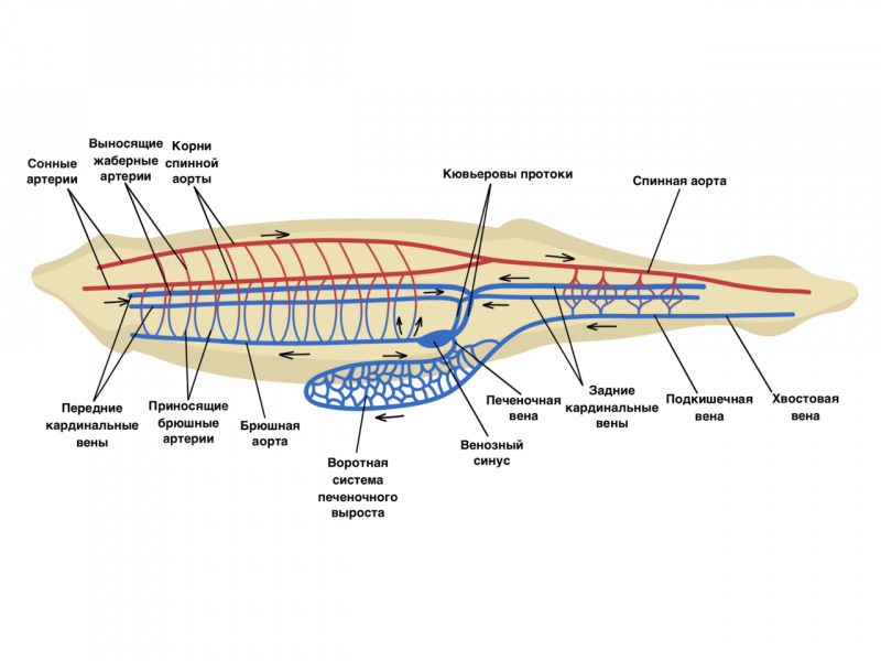 Кровеносная система бесчерепных