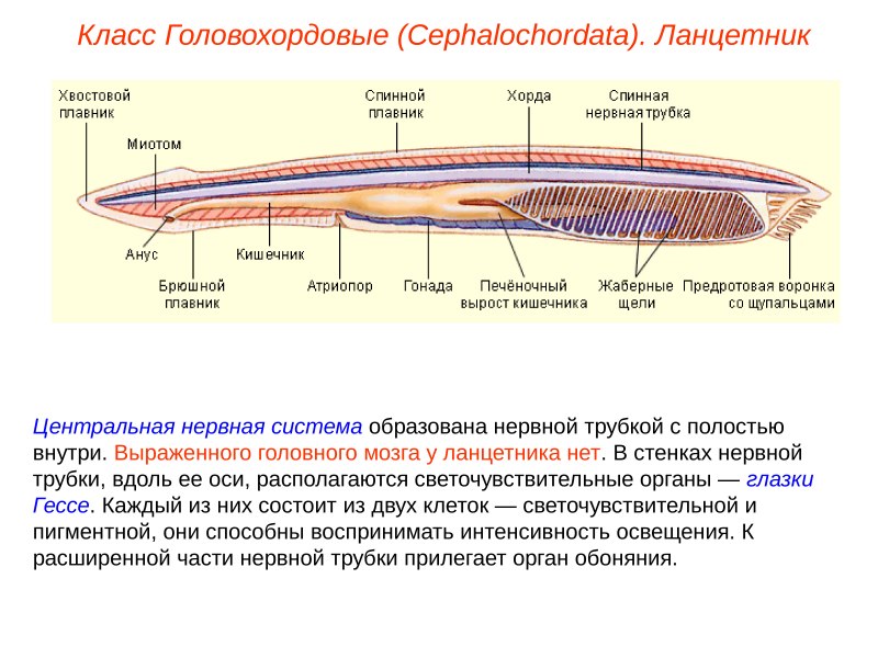 Класс Головохордовые нервная система