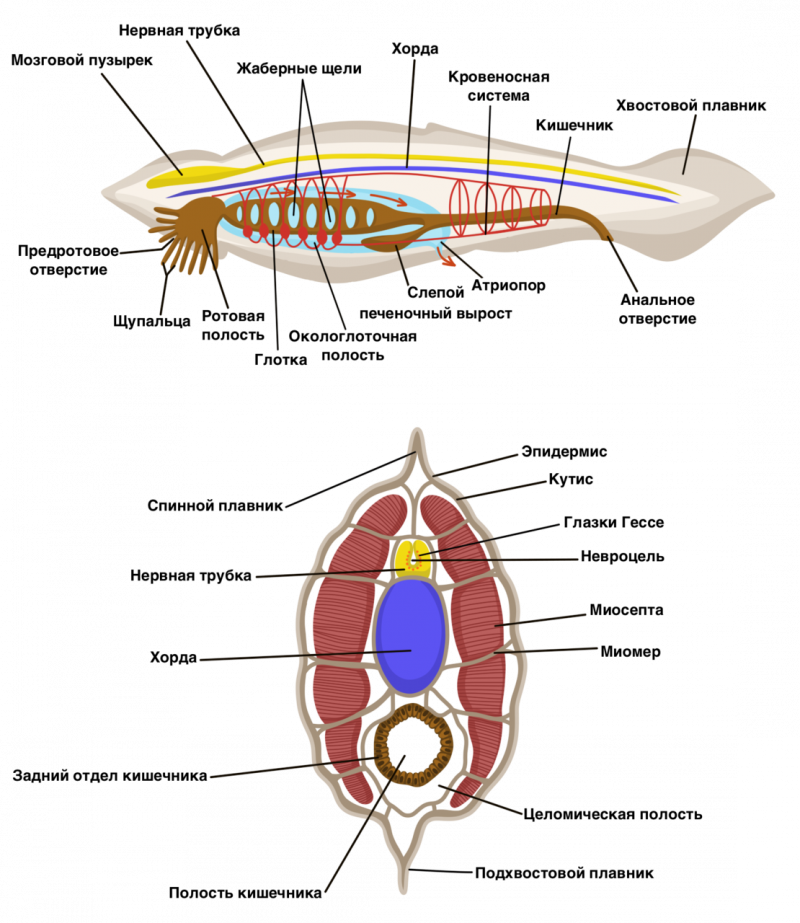 Головной отдел ланцетника