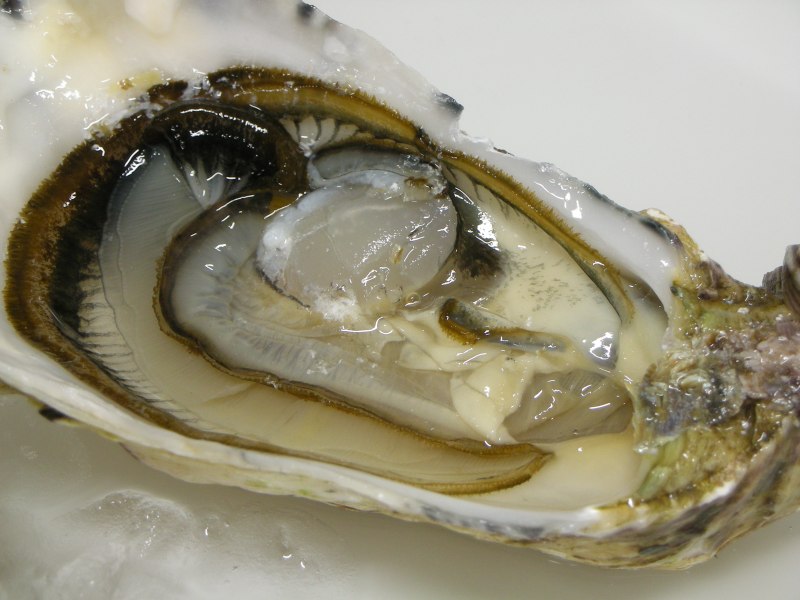 Пищеварение устрицы
