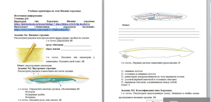 Кровеносная система хрящевых рыб таблица