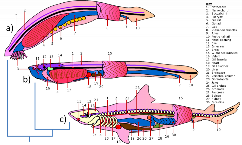 Анатомия миксины