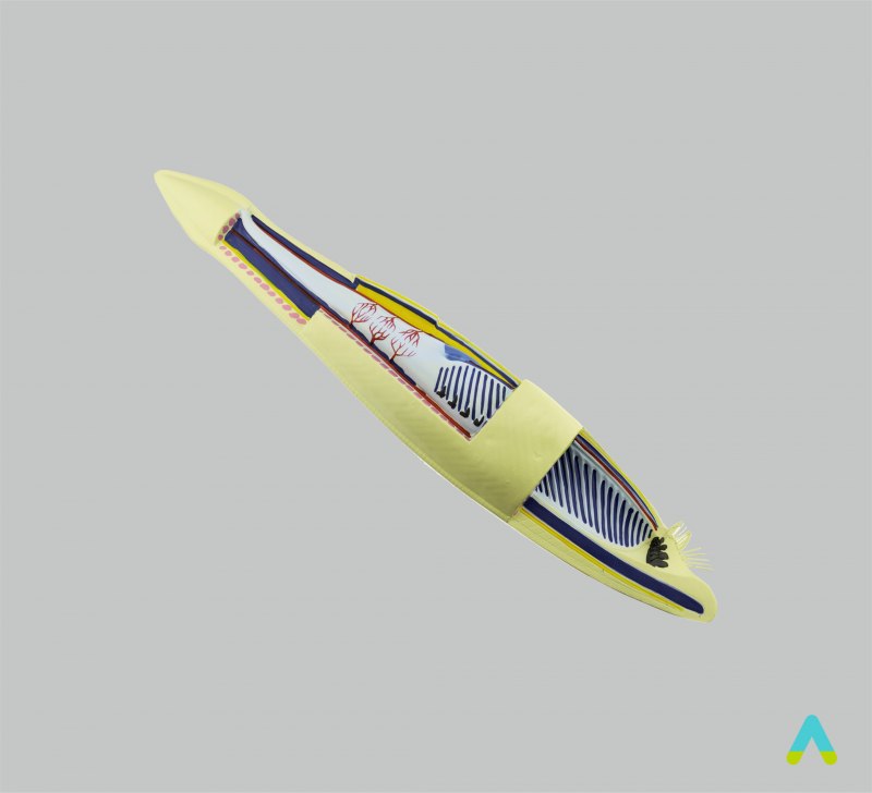 Ланцетник калифорнийский Тип питания