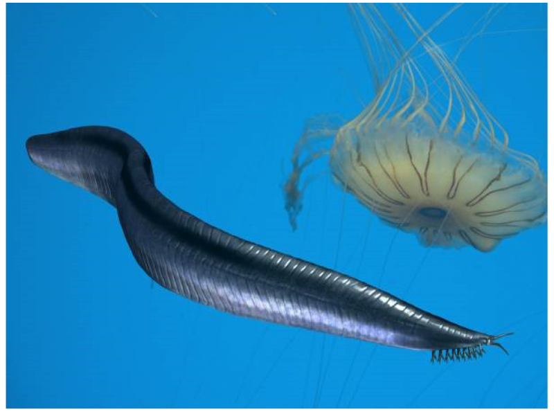 Пикайя Кембрий