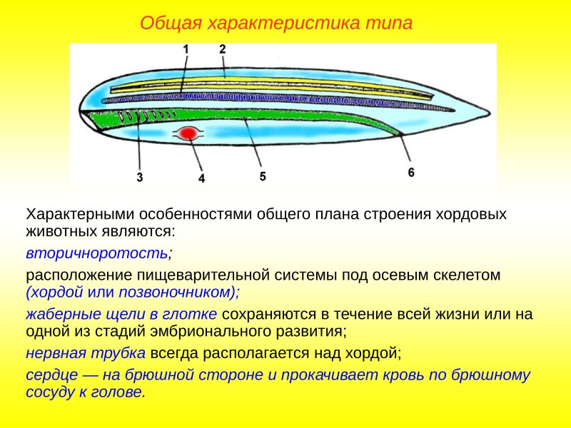 Ланцетники общая характеристика