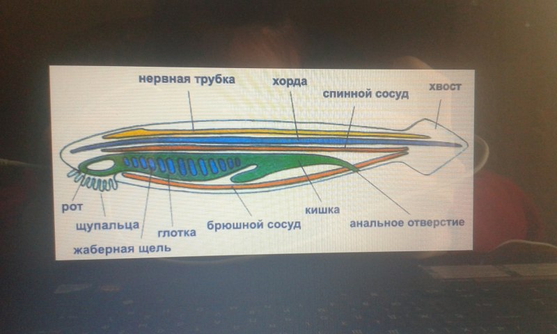 Ланцетник препарат строение