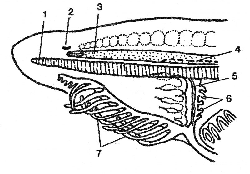 Схема кровообращения ланцетника