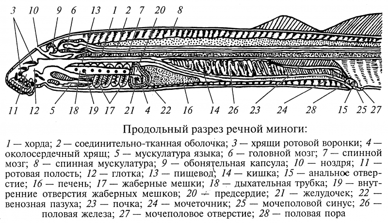 Внутреннее строение Речной миноги