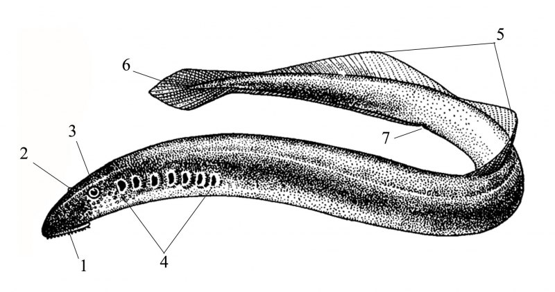 Круглоротые миноги строение