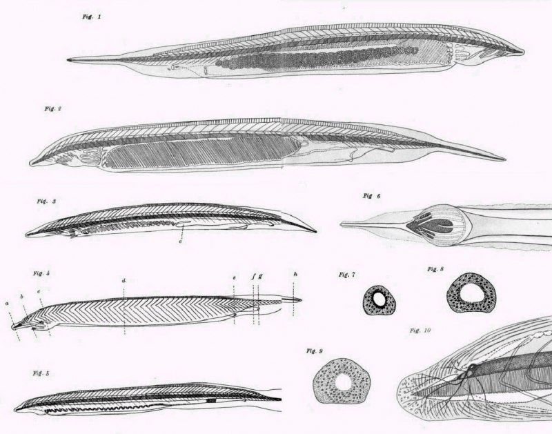 Asymmetron lucayanum