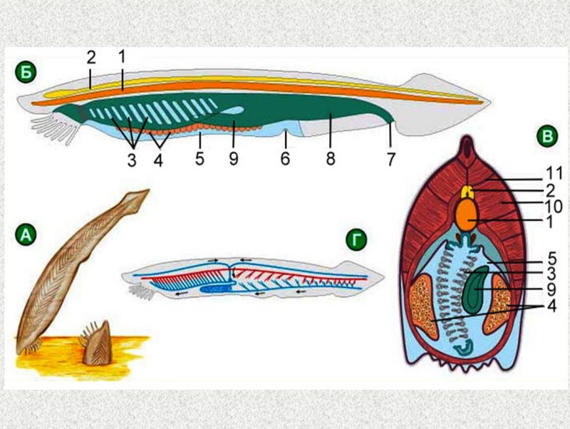 Бесчерепные Головохордовые