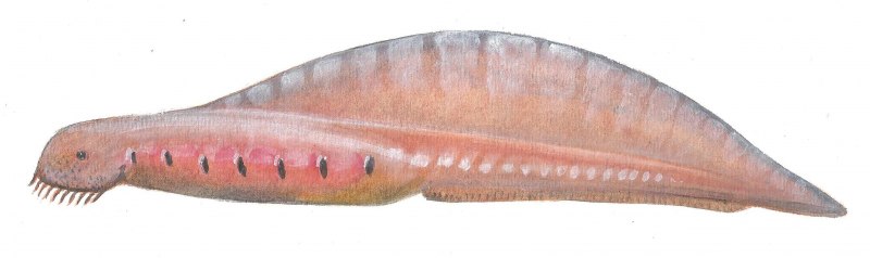 Юннанозун Yunnanozoon