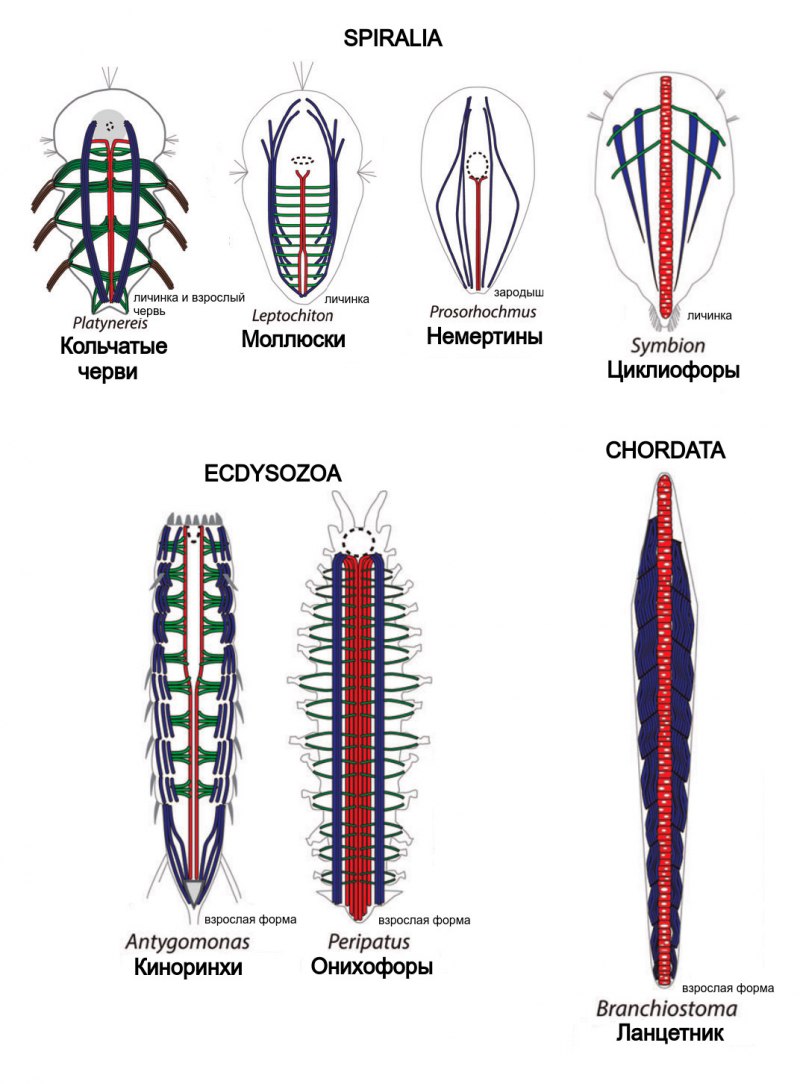 Ланцетник гистология