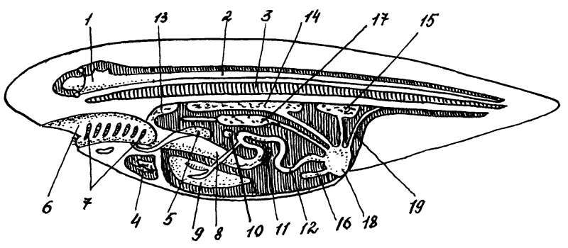 Выделительная система головохордовых
