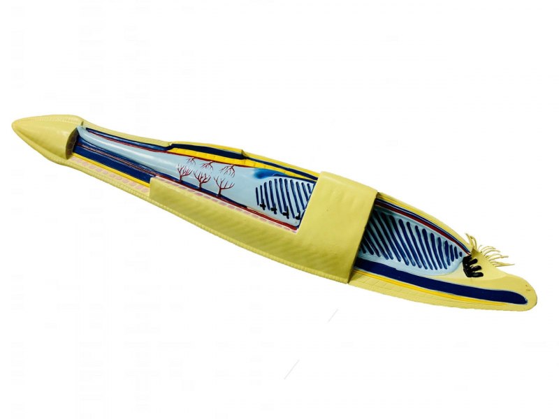 Ланцетник инструмент