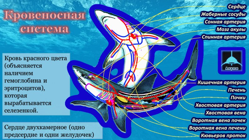 Строение ресничных плоских червей
