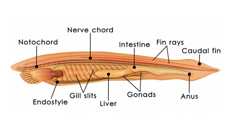 Хайкоуихтис Эволюция