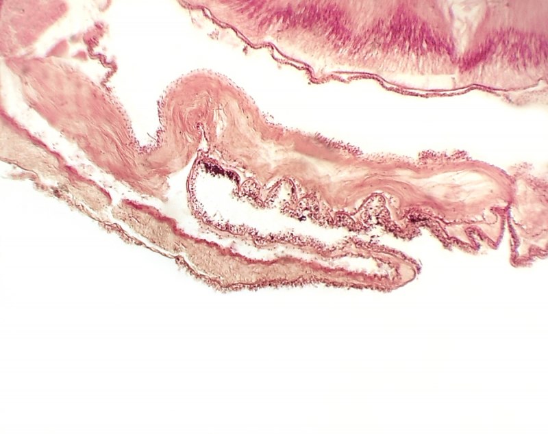 Ланцетник на белом фоне