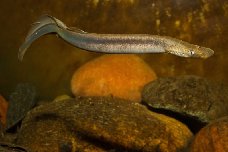 Ланцетник на белом фоне