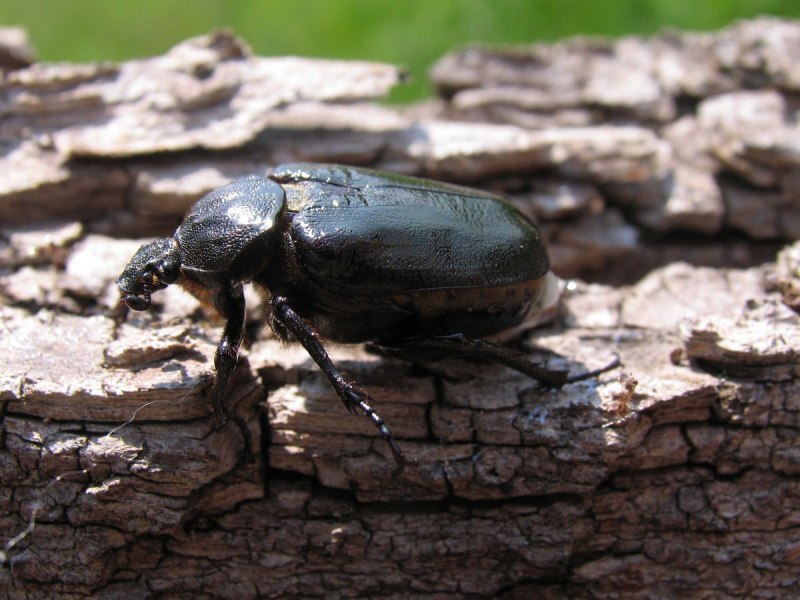 Жук отшельник пахучий