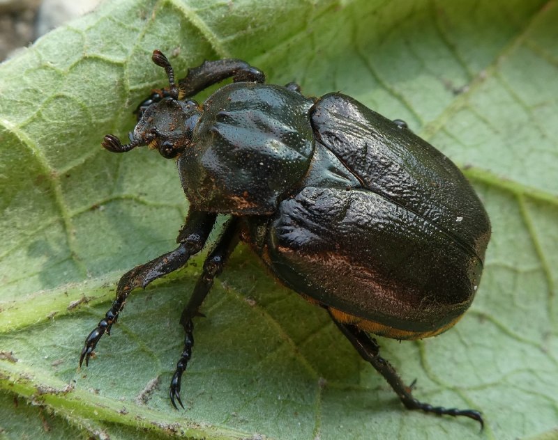 Жук-отшельник Дальневосточный