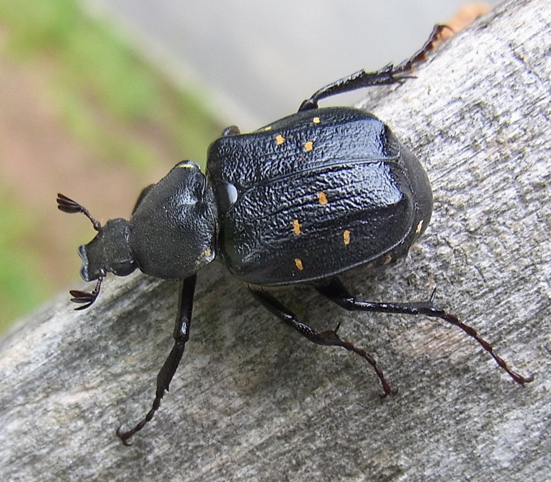 Отшельник Дальневосточный (Osmoderma barnabita)