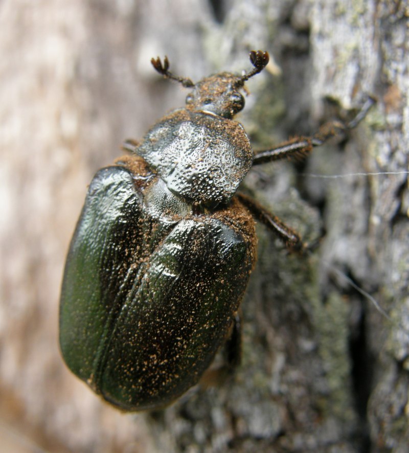 Жук отшельник обыкновенный