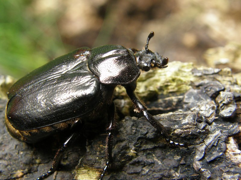 Жук отшельник обыкновенный