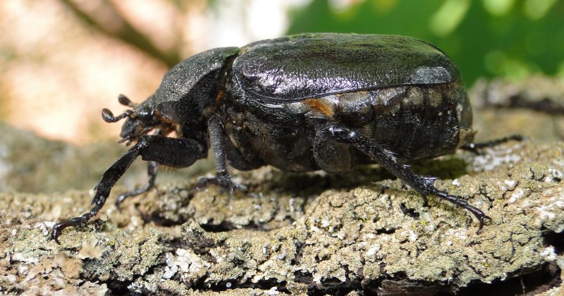 Личинка ОСМОДЕРМА