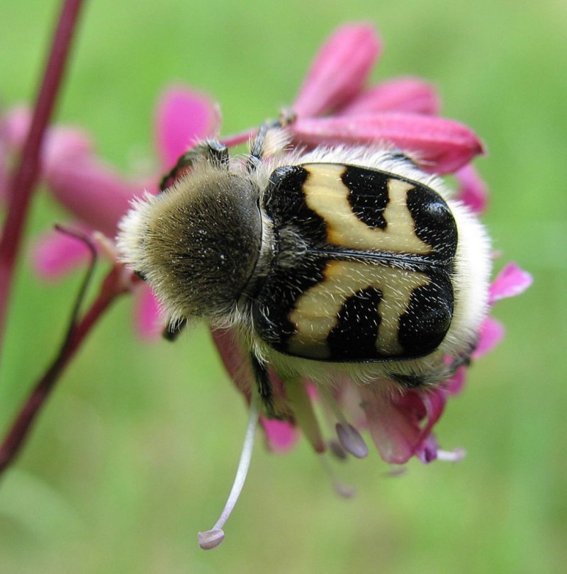Жук восковик полосатый
