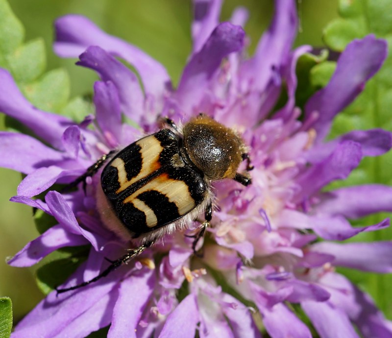 Жук восковик