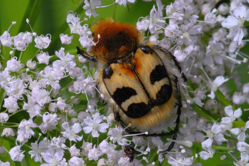 Восковик девятиточечный