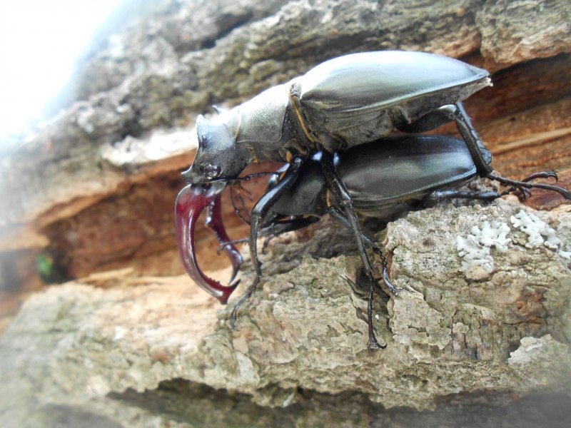 Жук восковик