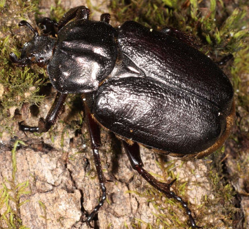 Gnorimus variabilis
