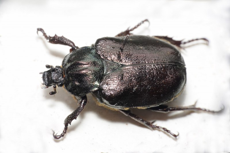 Жук отшельник обыкновенный