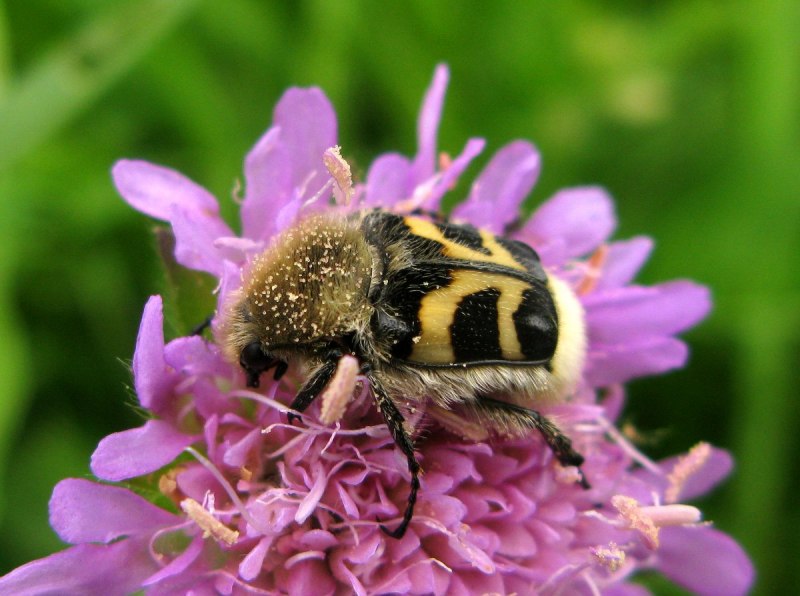 Пенсильванский восковик