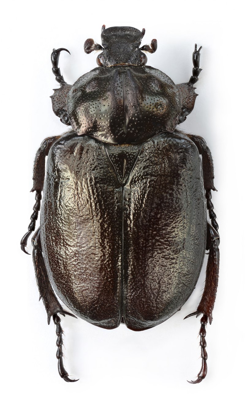 Жук отшельник пахучий