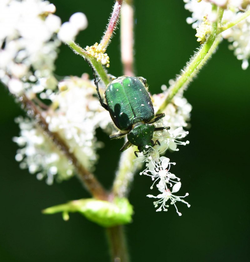Жук бронзовка Африканская