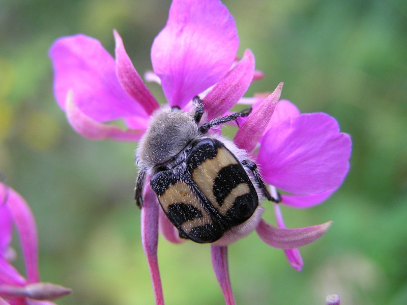 Восковик девятиточечный